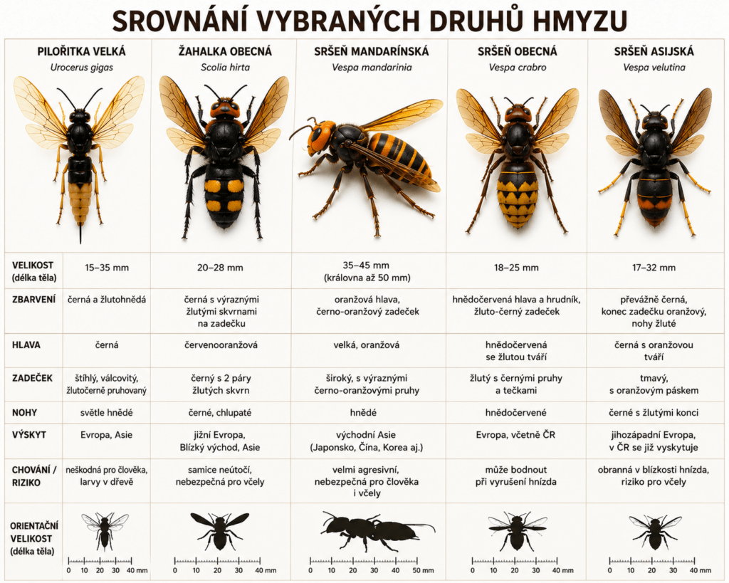 sršeň mandarinská výskyt
