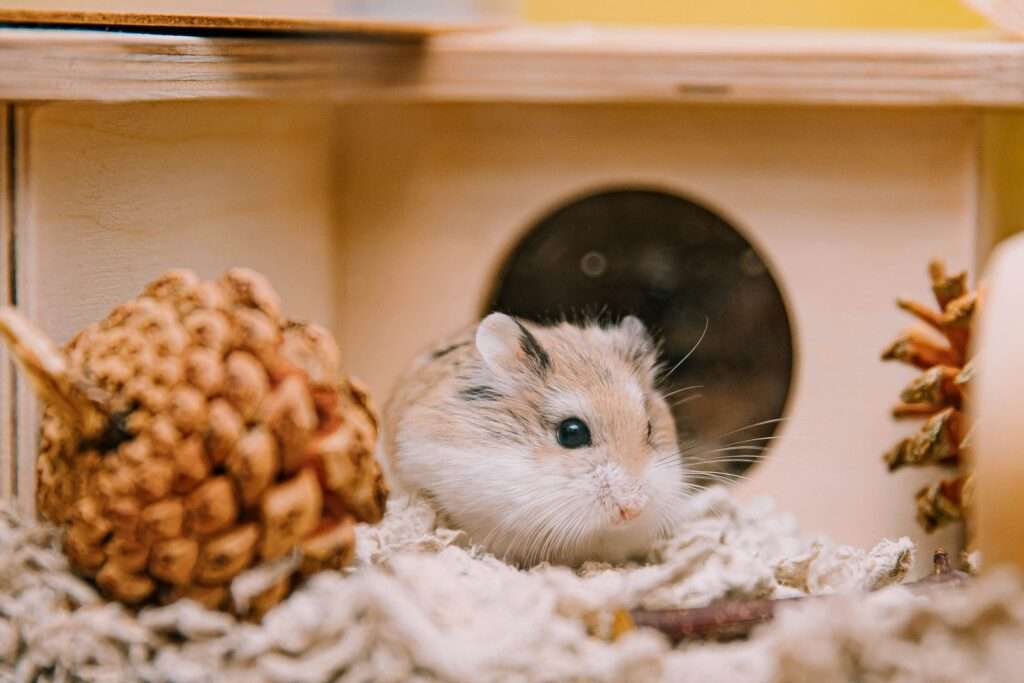 rádce chov hlodavců, péče o hlodavce