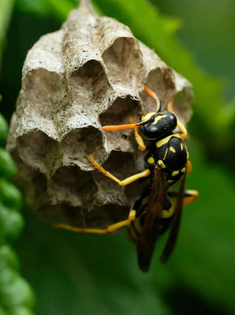 vosa s nohama