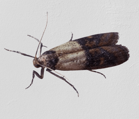 malý hnědý létající brouk v bytě, zavíječ zimostrázový likvidace, jak vyhubit potravinové moly, co na moly, co na moli, past na moly, zavíječ moučný, zavíječ paprikový hubení