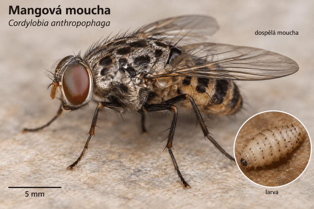 mangova moucha