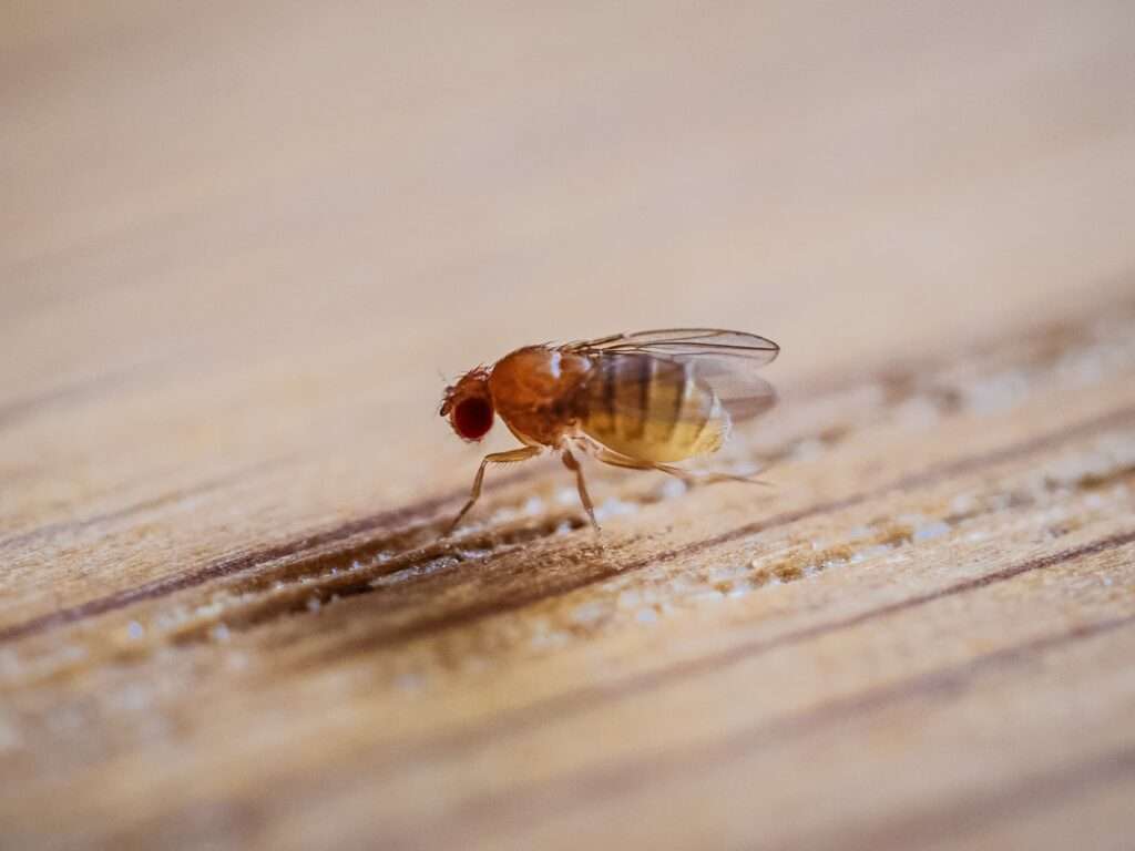 octomilky co proti nim, octomilka hubení, octomilky zbavit se
