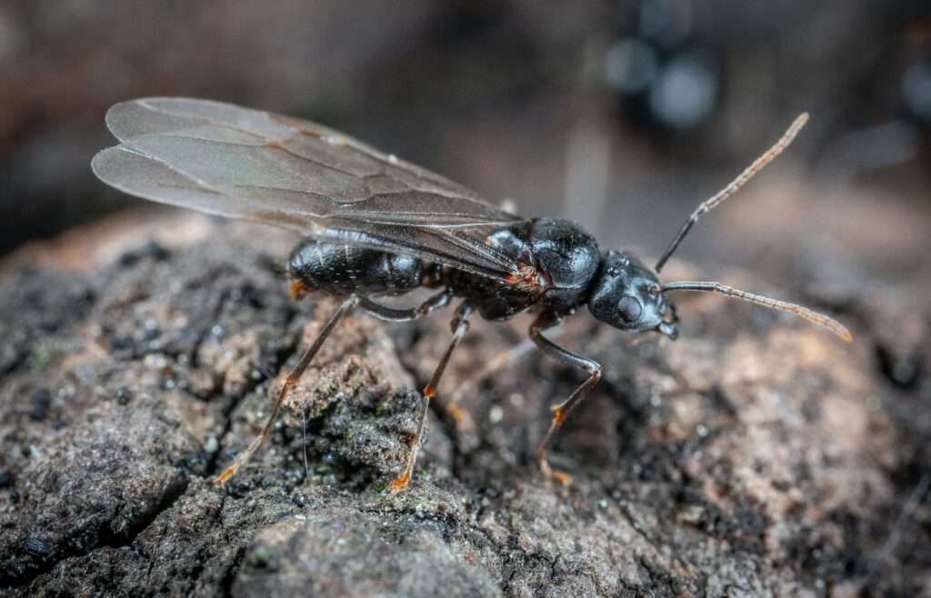 mravenci s křídly v bytě, mravenci s křídly doma