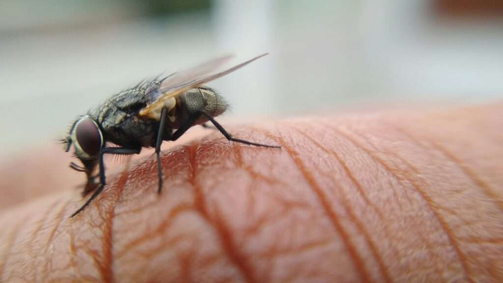 moucha která kouše lidi, kouše moucha domácí